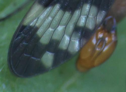 Panorpa vulgaris